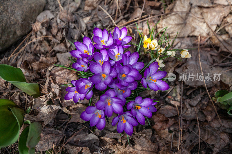 Spring crocus, Giant crocus, (Crocus vernus), Azafrán silvestre, Crocus holandés, Crocus printanier, Crocus de printemps.